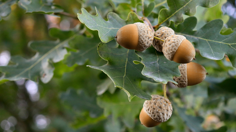 Oak acorns on tree