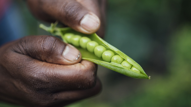 Opening pea plant to reveal seeds