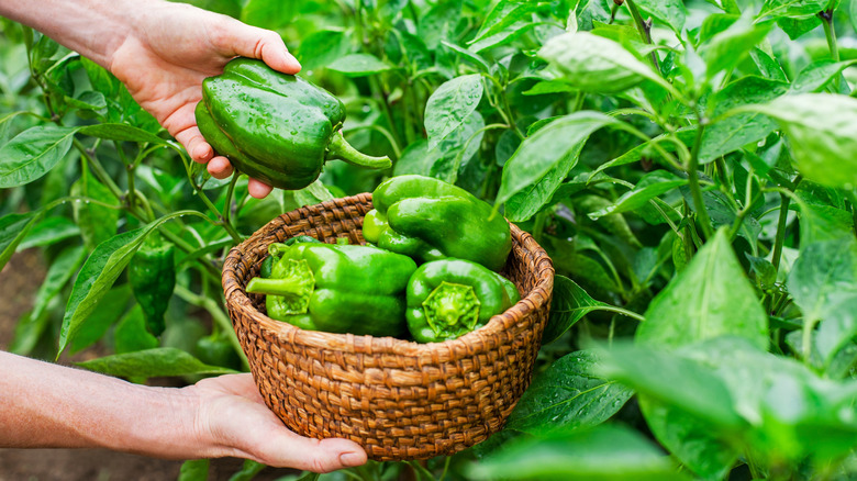 Gardner harvesting green bell peppers