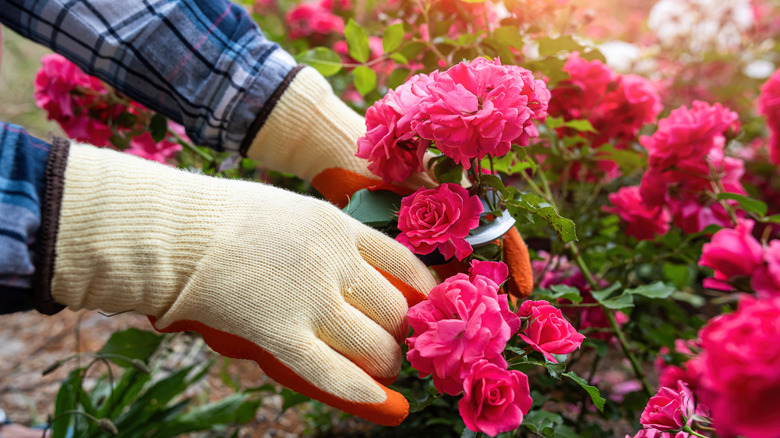 Gardener cutting rose flowers