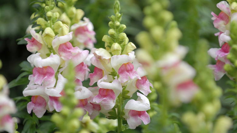 Pink snapdragon flowers