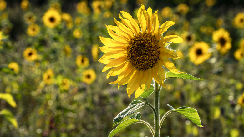 Beautiful yellow sunflower
