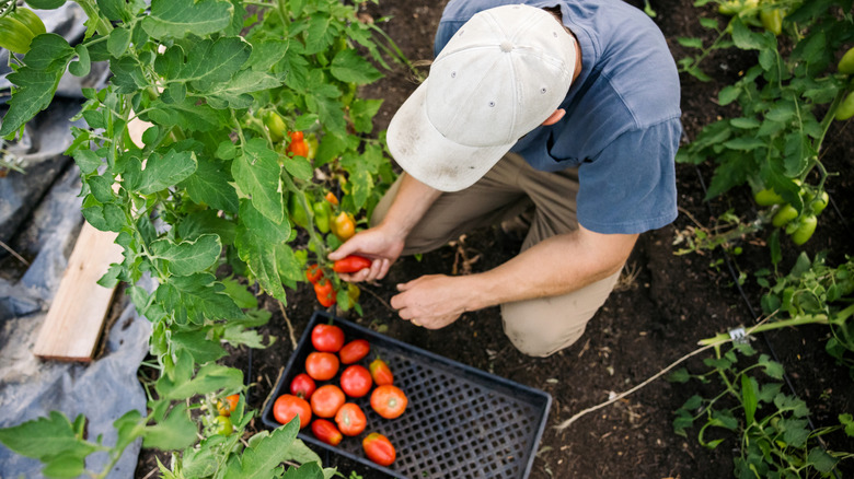 Farmer working to harvest tomatoes from a greenhouse