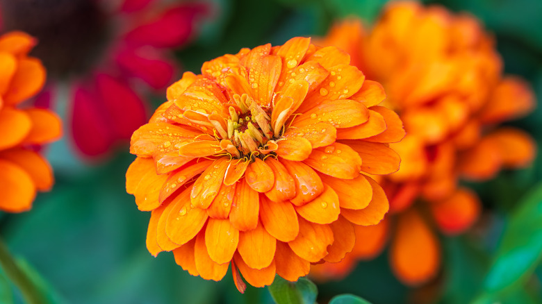 Orange zinnia flower