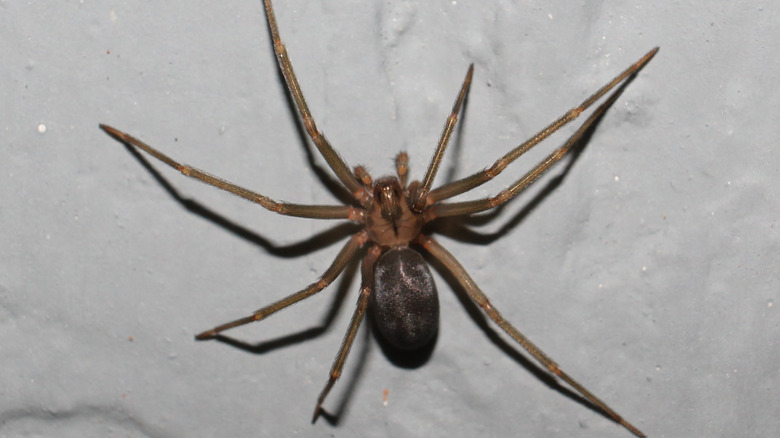 A brown recluse spider on a white wall