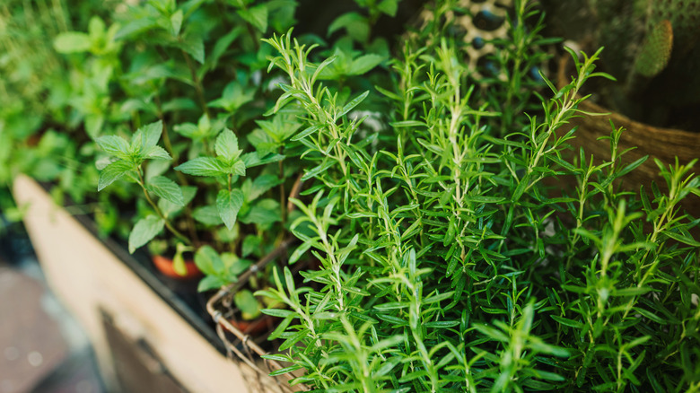Kitchen herbs in wooden box