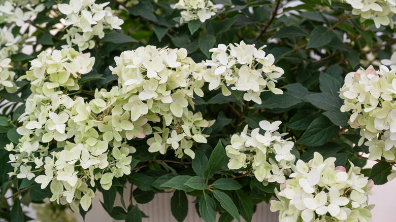White groundbreaker hydrangea flowers, starting to turn pale pink.