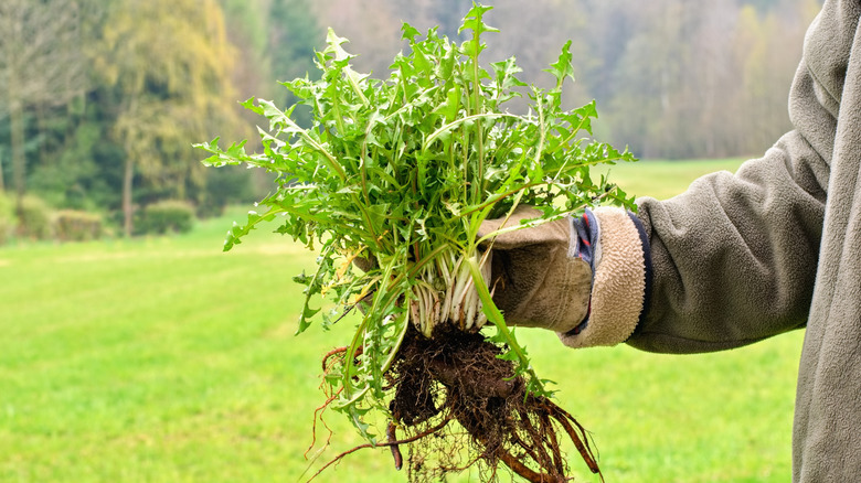 Person holding large garden weed.