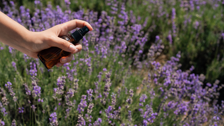 a hand holding a spray bottle near lavender flowers