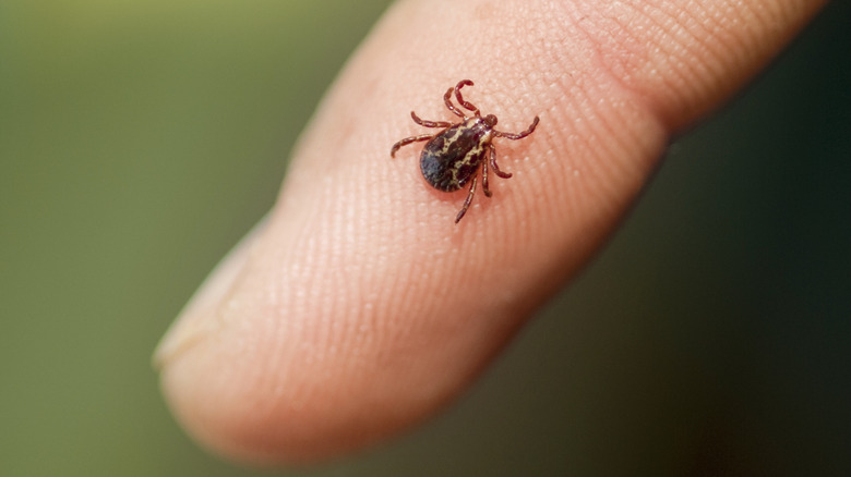 a tick crawling on a human finger