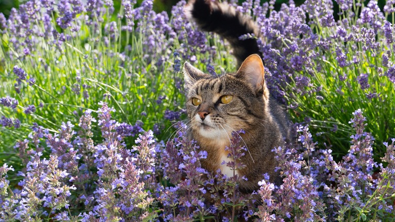 Tabby cat walking through a catnip patch