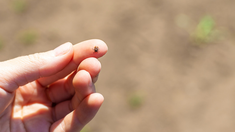A tick on a hand against a green backdrop