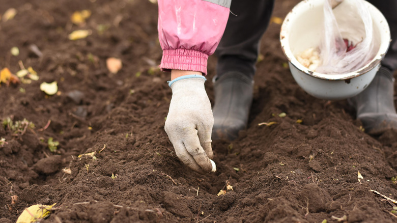 Hand planting garlic seedlings