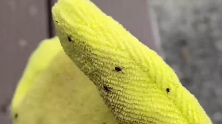 Close-up of ticks on a Tick Mitt