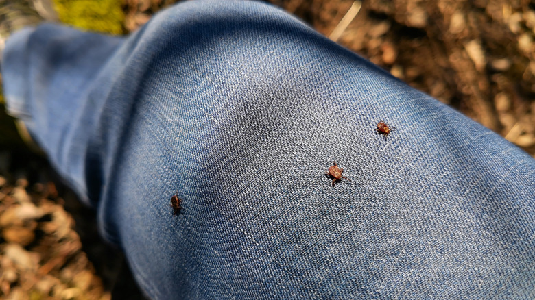 Three ticks crawling up a person's pant leg