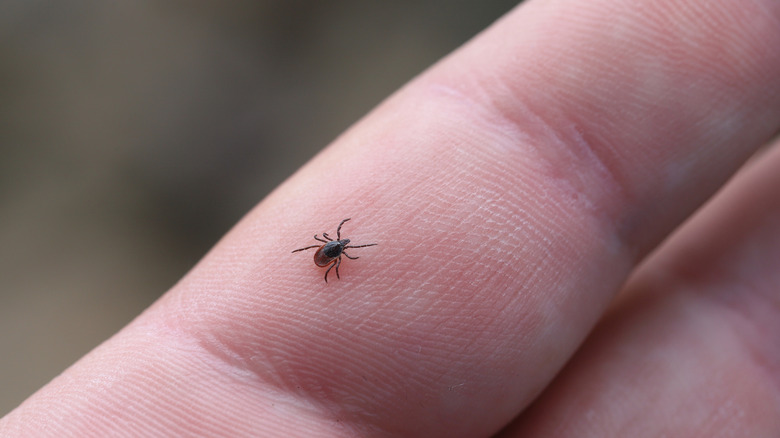 A tick crawling on a person's finger.