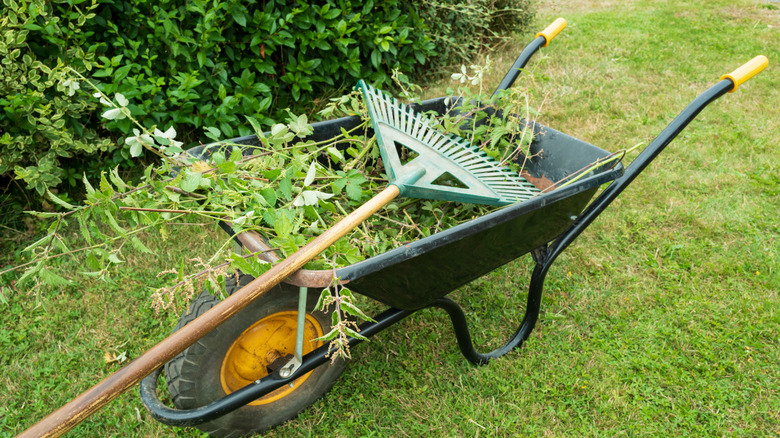 Yard debris in wheelbarrow with rake