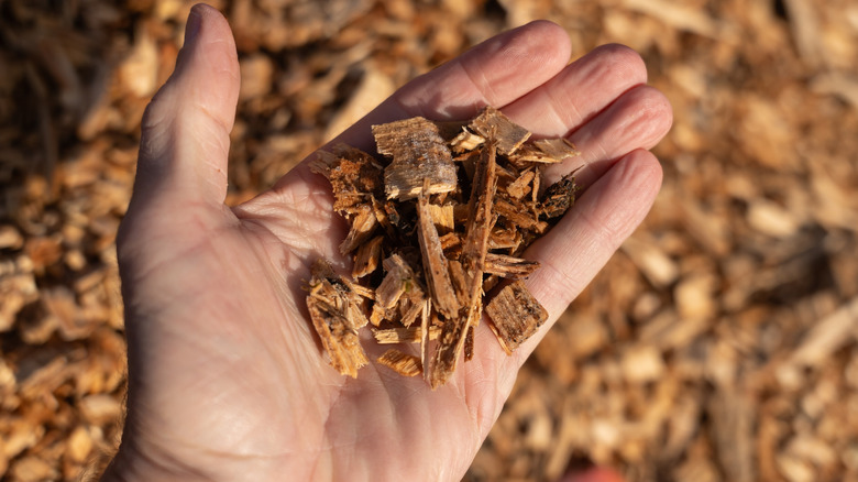 a hand holding wood chip mulch