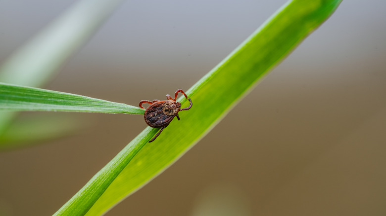 a large tick crawling on a blade of grass