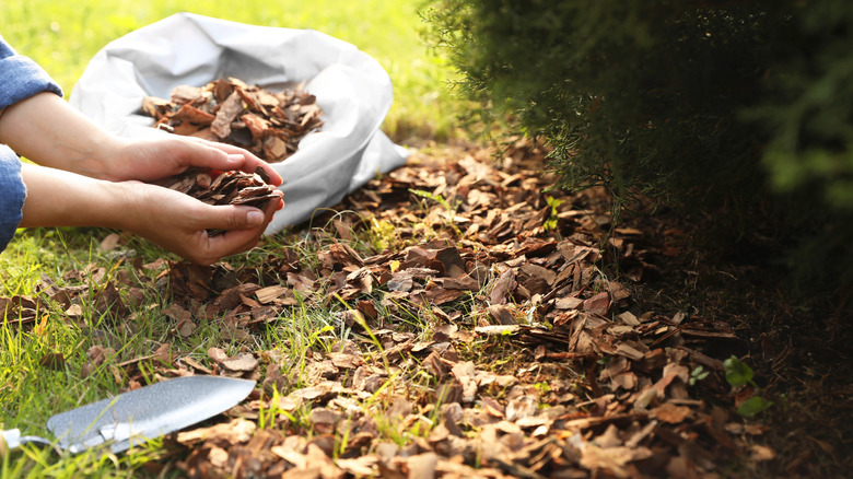 a gardener spreads mulch on the ground by a shrub