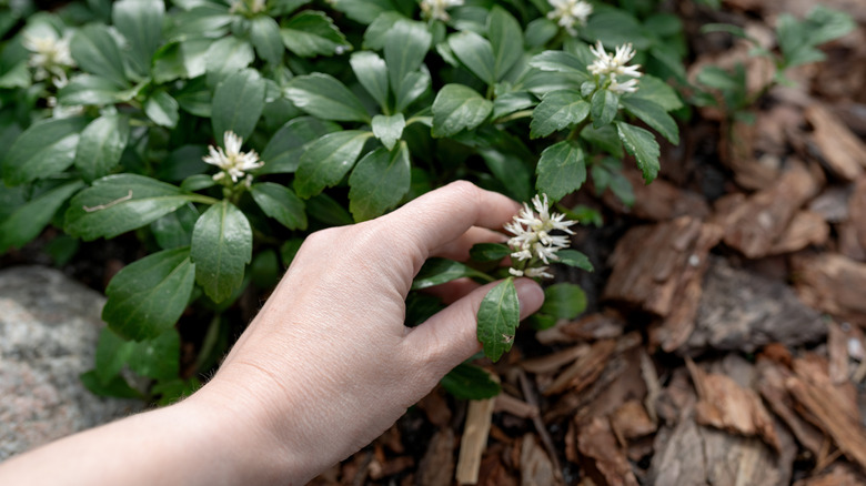 A person picks a pachysandra flower from a plant in a bed of mulch
