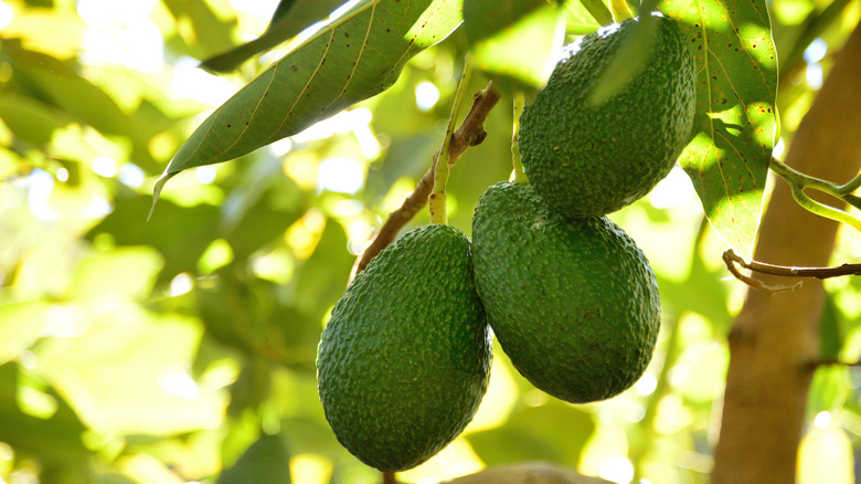 Hass avocados growing on a tree