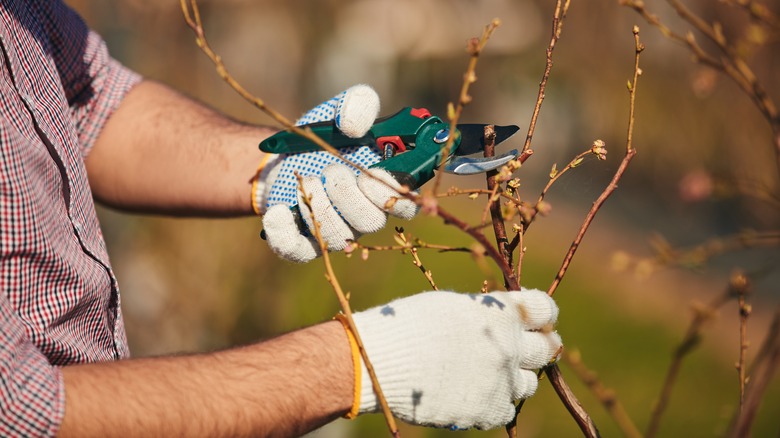 Man pruning blueberry bush in winter