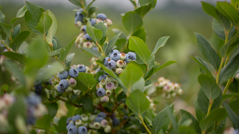 Blueberry bush with ripening blueberries
