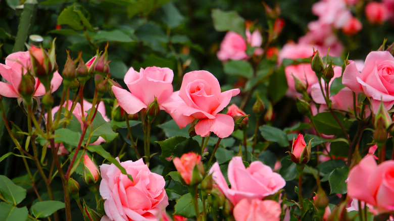 Pink roses blooming in a garden