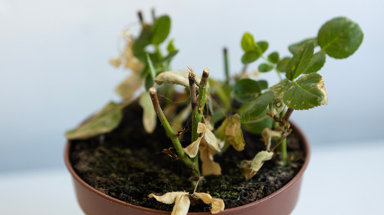 A sickly tea rose in need of nutrition