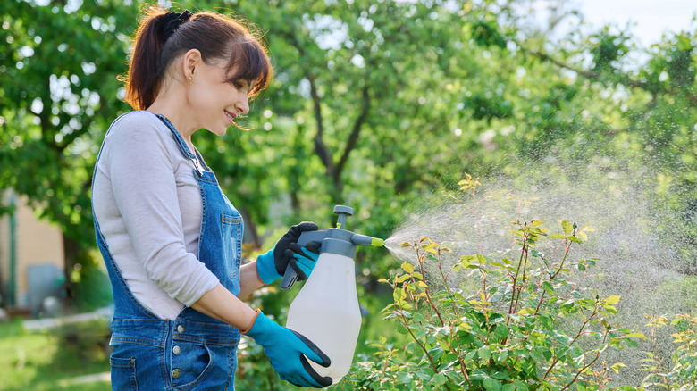 Spraying rose bushes in spring