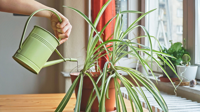 Gardener watering her indoor spider plant