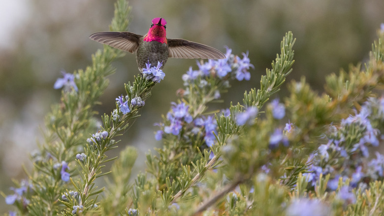 A hummingbird approaching purple flowers on rosemary plants