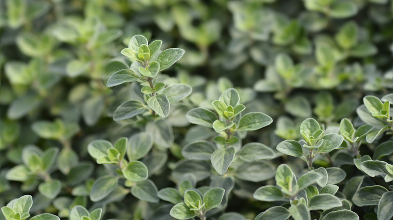 Marjoram growing in a garden