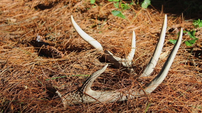 Shed deer antler lying in pine needles