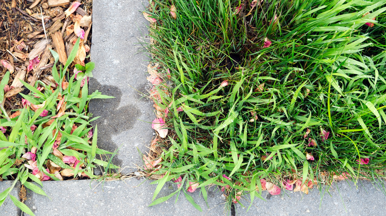 Crabgrass growing between brick pavers in a driveway