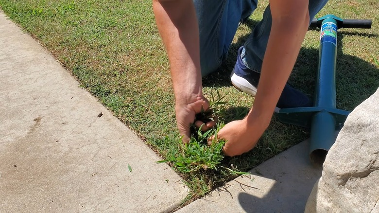 Male hands pulling out crabgrass from a yard