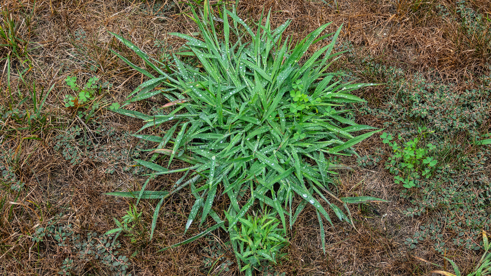 Here's Why Crabgrass Keeps Coming Back In August And September