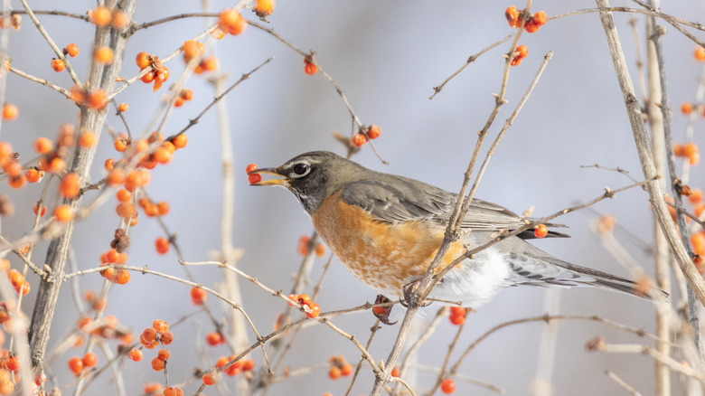 An American robin eats red berries from a bush in winter.
