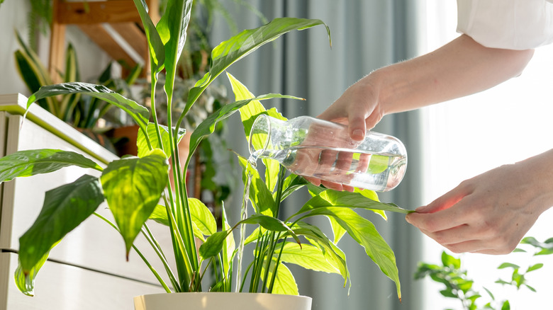 Person watering a vibrant green house plant