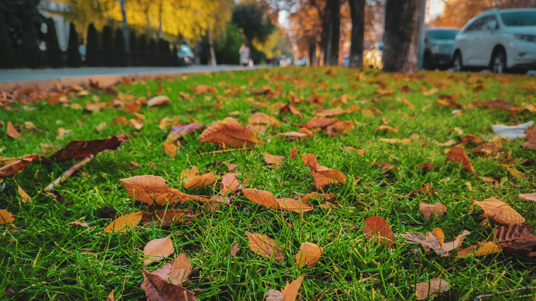 fall leaves gathering on the lawn