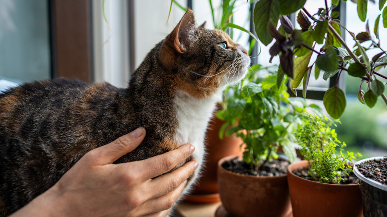 Cat sniffing potted plants while a person rests one hand on them