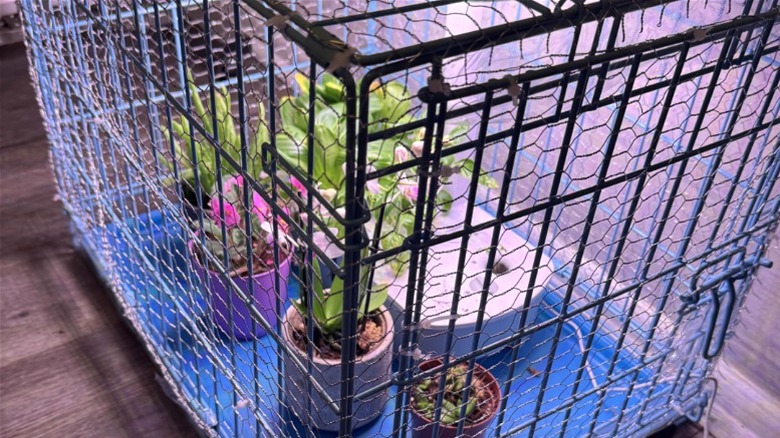 A dog crate with plants inside and a light on top