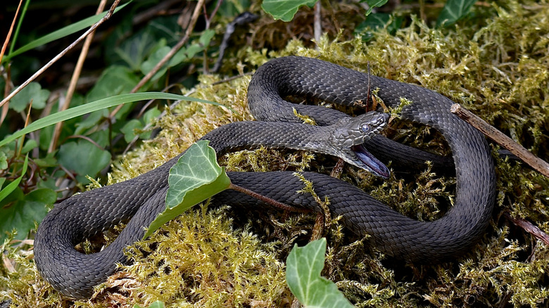 Snake nesting in ivy