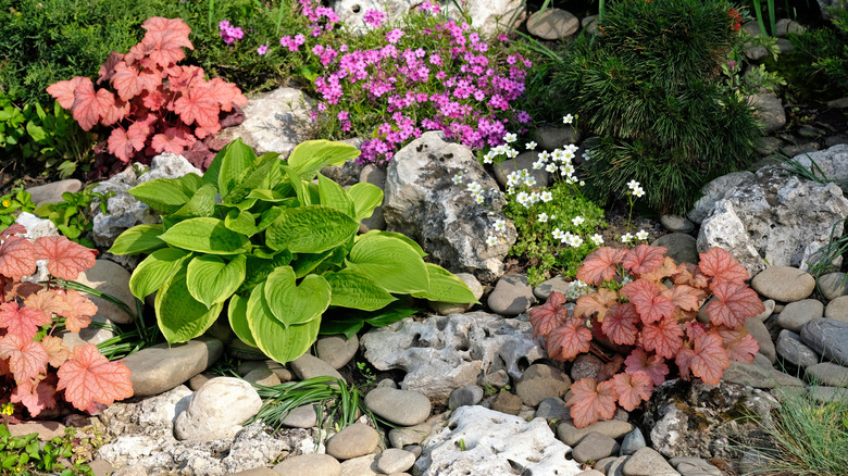 Orange coral bell paired with hosta in a garden