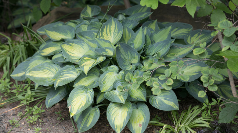 Large hostas with dark and light green leaves growing in a garden