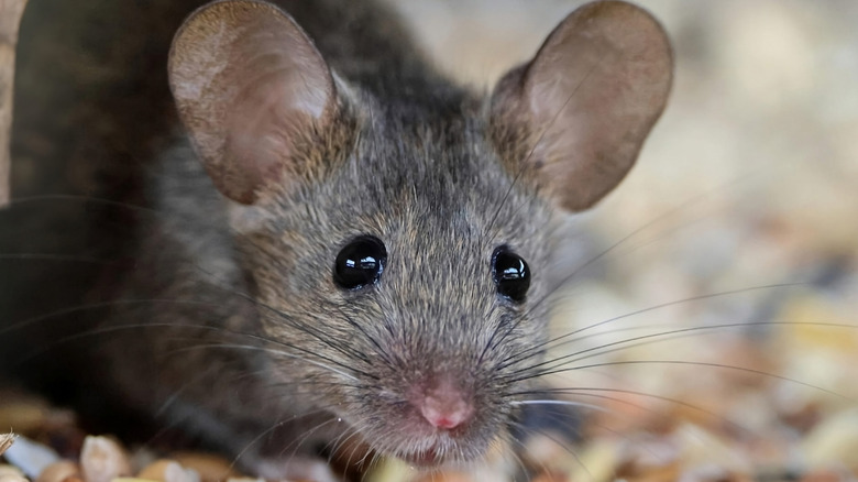 Close-up of a gray house mouse