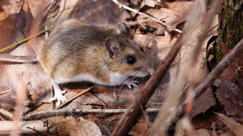 A white-footed mouse walking through leaves