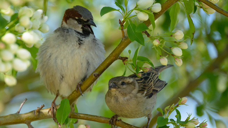 A pair of house sparrows sitting on a limb