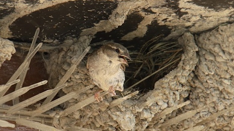 House sparrow nest built next to a structure